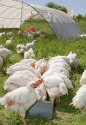 frozen chicken feet & paws, whole chiken - grade a processed  - product's photo