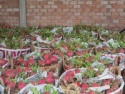 dragon fruit white flesh - product's photo